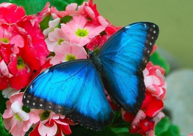 Выставка экзотических бабочек открылась в ТРЦ «Сургут Сити Молл» 