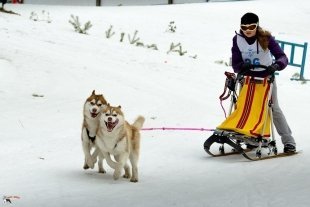 В Слюдоруднике прошел этап Кубка мира по гонкам на собаках