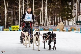 В Слюдоруднике прошел этап Кубка мира по гонкам на собаках
