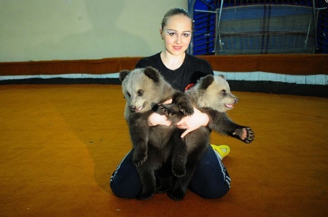 В Екатеринбургский цирк  охотники привезли двух  медвежат, которых нашли в тайге