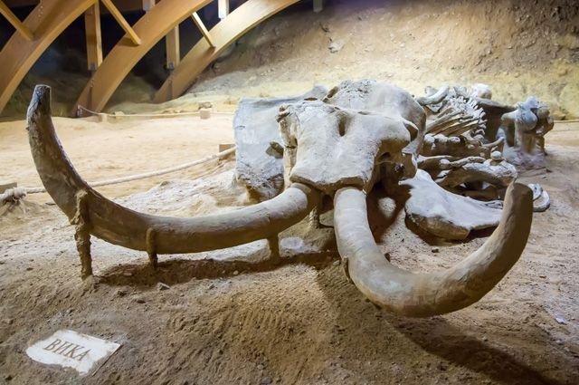 Югорские нефтяники раскопали останки мамонта