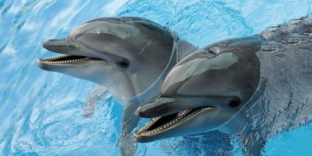 В Караганду едет дельфинарий