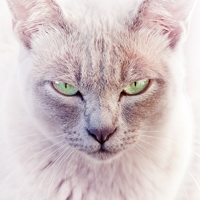 Скоро новая выставка кошек