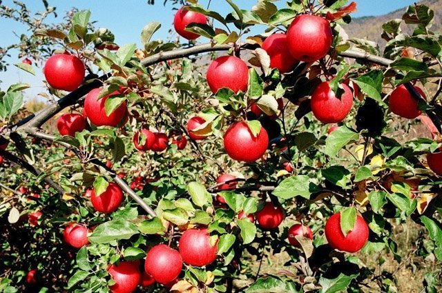 3 июня на Среднем Урале появится огромный яблоневый сад