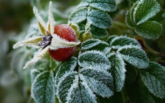 В Челябинской области обещают заморозки