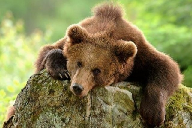 В окрестностях Сургута замечен еще один медведь