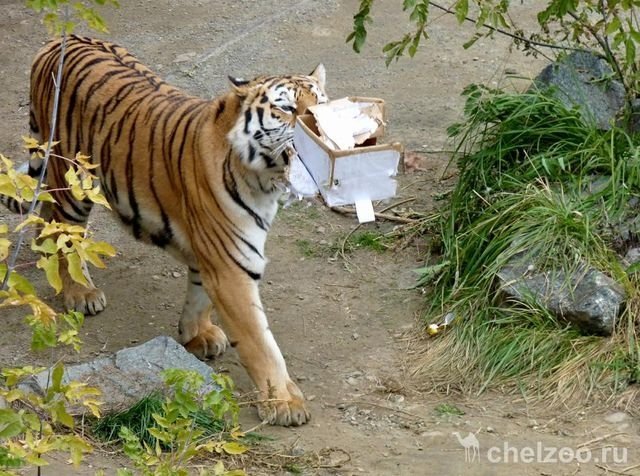 В Челябинске меняют макулатуру на пригласительные в зоопарк