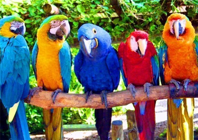 Тюменцы пообщаются с птицами на зоовыставке "Живая радуга"