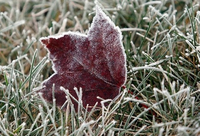 В Челябинской области ожидаются заморозки