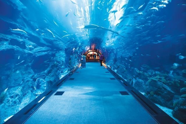 океанариум, Dubai Aquarium & Discovery Centre, Дубай, ОАЭ