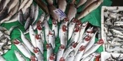 Живая рыба, раки и прочие морские обитатели: где купить в Сочи