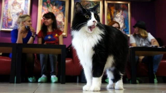 В котокафе "Mr. Cat"  пройдет благотворительная акция