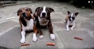 Видео дня: собаки тренируют команду «ждать»