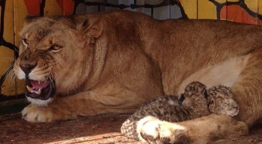 Львенок по имени "Астана" появился в передвижном зоопарке