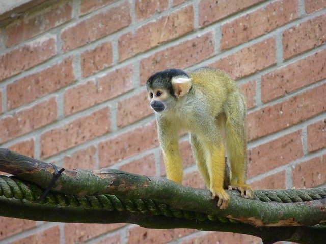 В Челябинске нашли и поймали cбежавшую из зоопарка обезьянку саймири