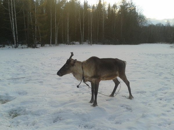 Из Уральской резиденции Деда Мороза украли северного оленя