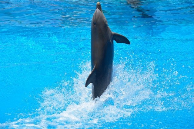 25 ноября в Красноярске начнет работу  дельфинарий
