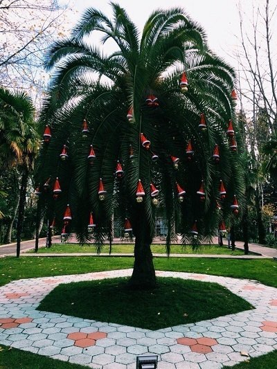 Вместо елки в центре Сочи нарядили пальму