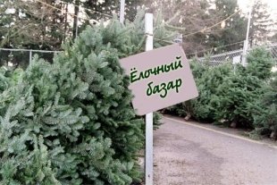 Казанцев приглашают на елочные базары