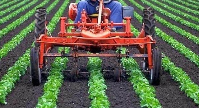 Итальянцы едут выращивать на Кубани листовой салат