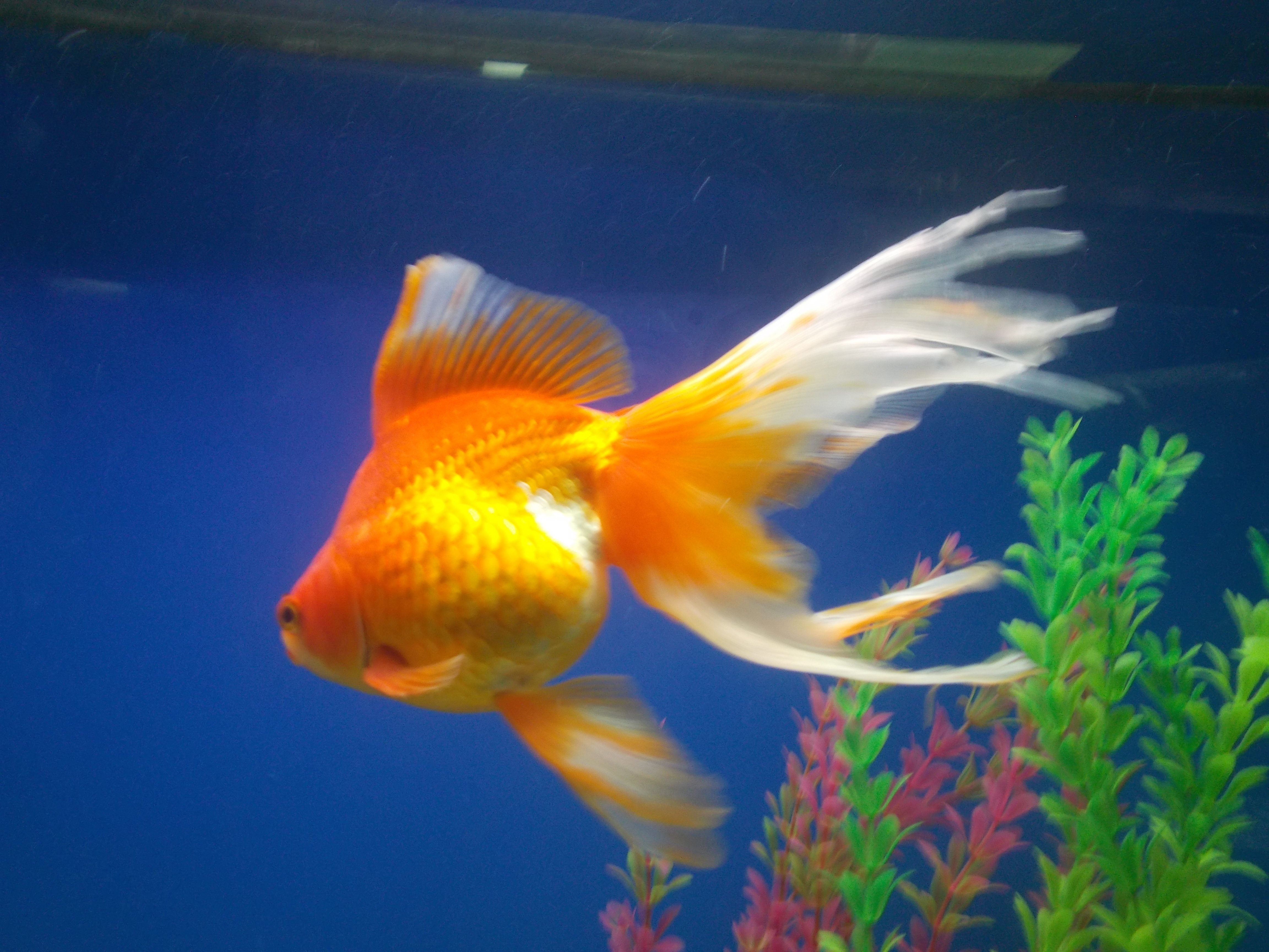 Золотая рыбка великие. Золотая рыбка Оранда красная. Золотая рыбка Оранда альбинос. Большая Золотая рыбка. Золотая рыбка крупная.