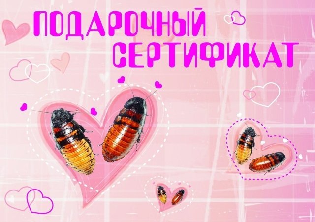 В День святого Валентина "Роев ручей" может назвать тараканов вашими именами