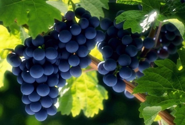 Виноградарей на Кубани не хватает