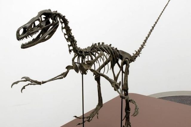 В Японии обнаружили новый вид динозавров
