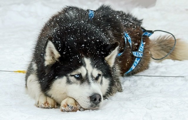 В эти выходные в Тольятти стартует «Волга Квест-2016»