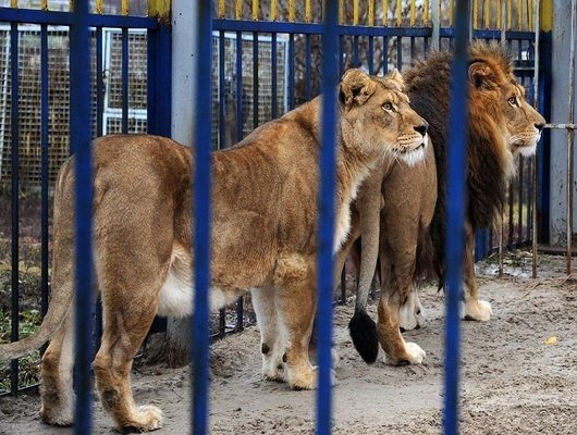 В Старооскольском зоопарке родились львята