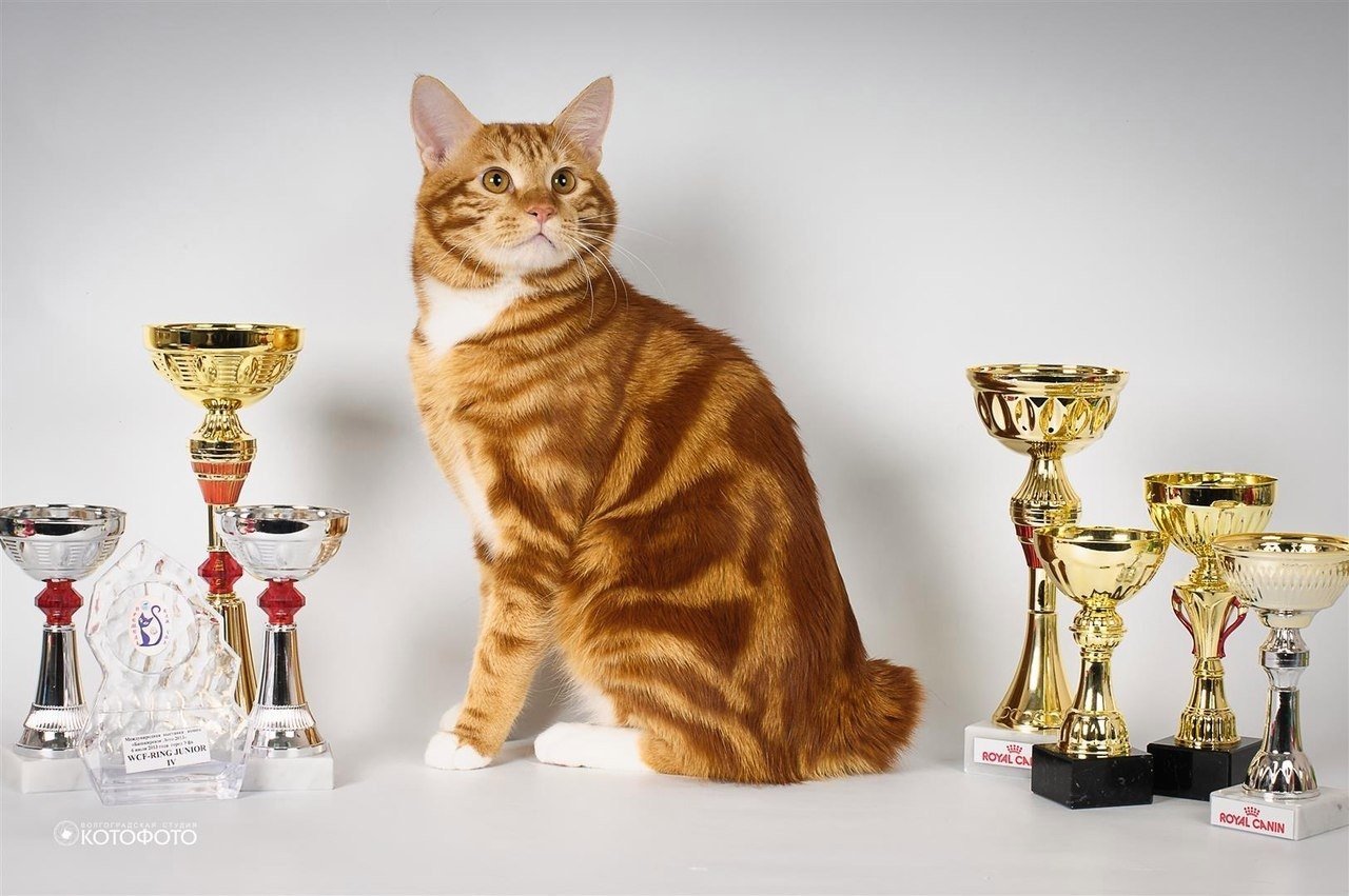 Награды для кошек