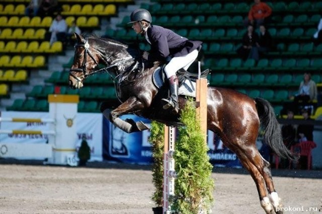 26 конных турниров было проведено на Кубани в 2015 году 