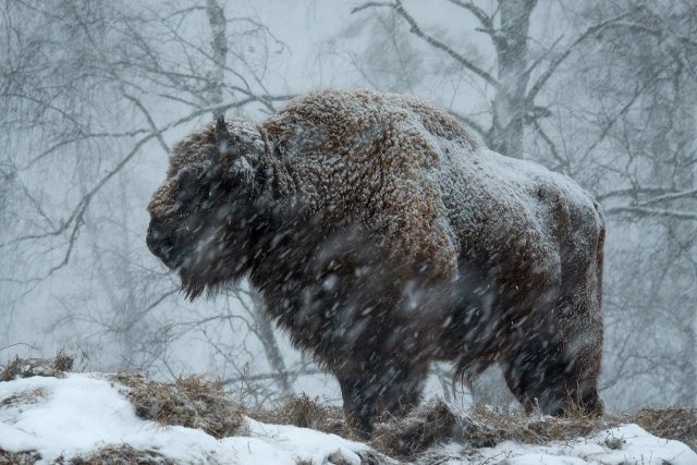 Уникальные фотографии дикой природы России представит в Сургуте "National Geographic"