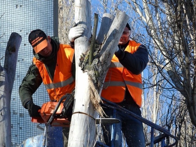 В городском бору Челябинска вырубят 250 деревьев