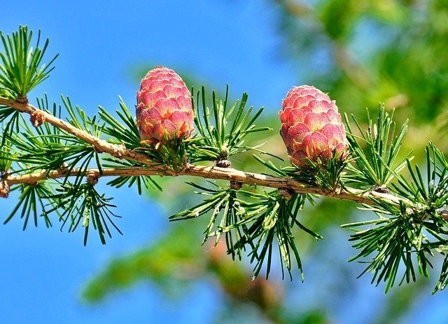 Красноярцы смогут посадить именные деревья на фестивале "Культпосад"