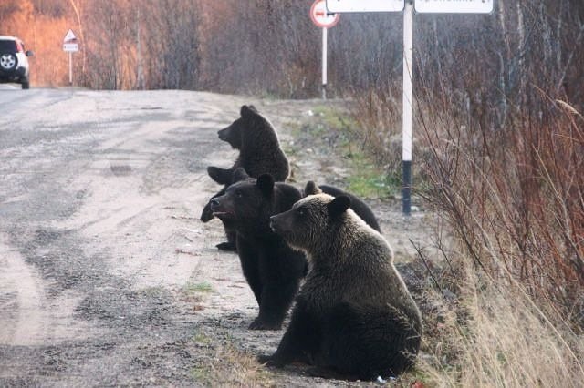 Медведи на дорогах: сургутян просят быть осторожными