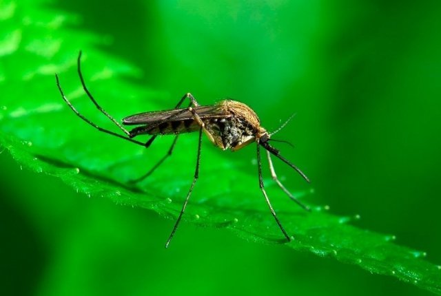 Сегодня в Уфе наконец-то начнут морить комаров