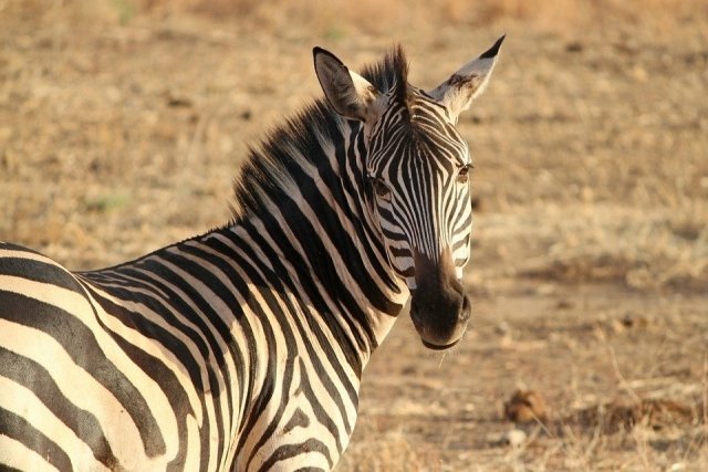 В зоопарке Красноярска на свет появился детёныш зебры 