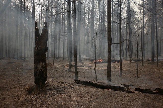 В Тольятти на месте выгоревшего леса появится парк развлечений 