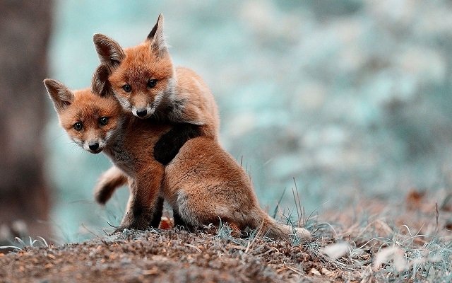 В приюте для животных «Самарской Луки» пополнение — два лисёнка, коршун и косуля 