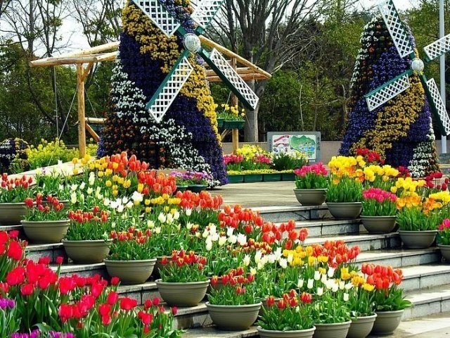 В Самаре пройдет фестиваль Цветов