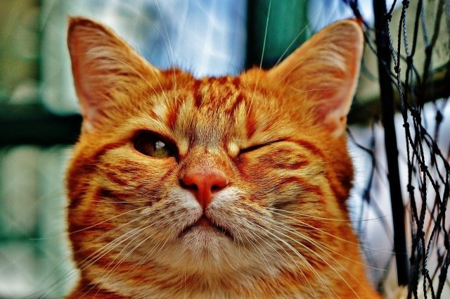 Как фотографировать кошек, расскажут в «Мяулэнде»