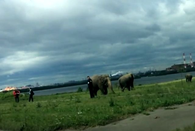 В Магнитогорске по улицам выгуливали слонов. ВИДЕО