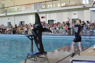 Шоу дельфинов «Казанские каникулы» 