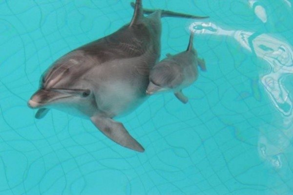 В дельфинарии Сочи родился малыш-афалина