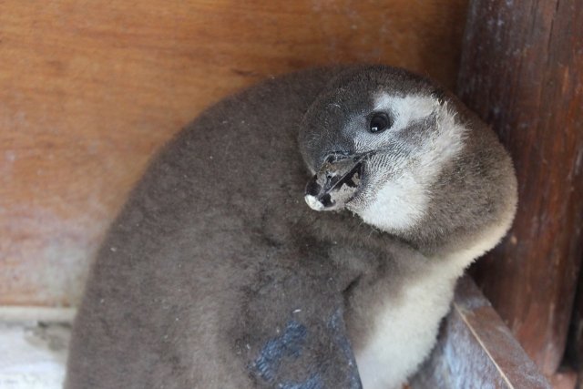 Уникальный случай для России: в зоопарке "Роев ручей" вылупился второй пингвиненок
