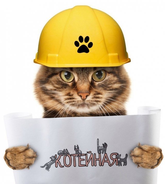 В Уфе скоро откроется «Котейная» – антикафе с кошками 