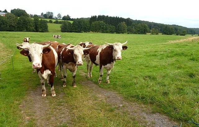 Коровы на ферме во Франции