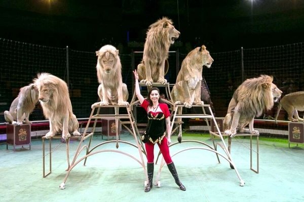 В Уфу приезжает Московский цирк «Легенды Африки»