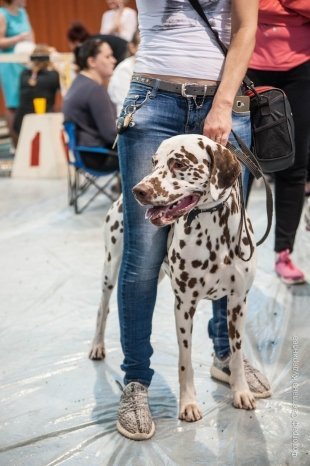 Интернациональная выставка собак всех пород